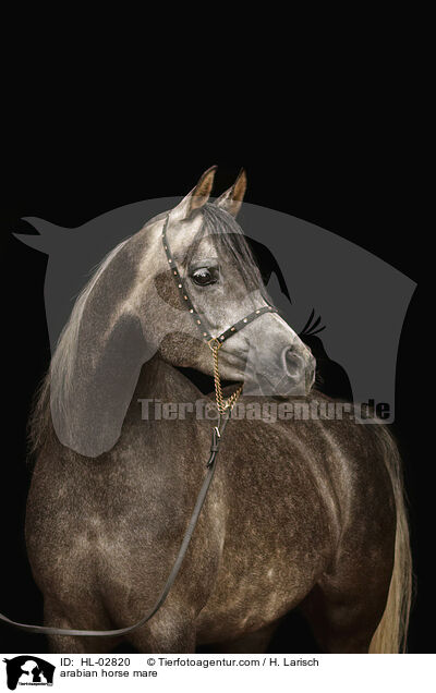 arabian horse mare / HL-02820