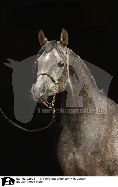 arabian horse mare / HL-02823