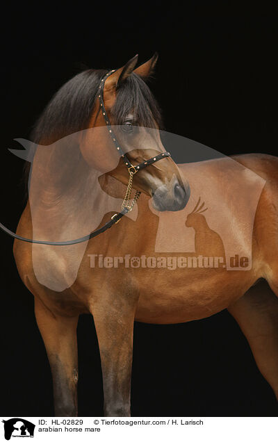 arabian horse mare / HL-02829