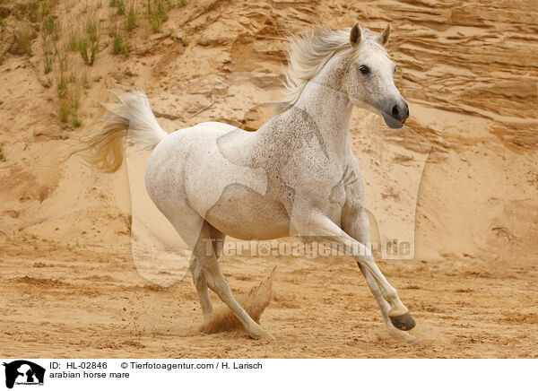 arabian horse mare / HL-02846