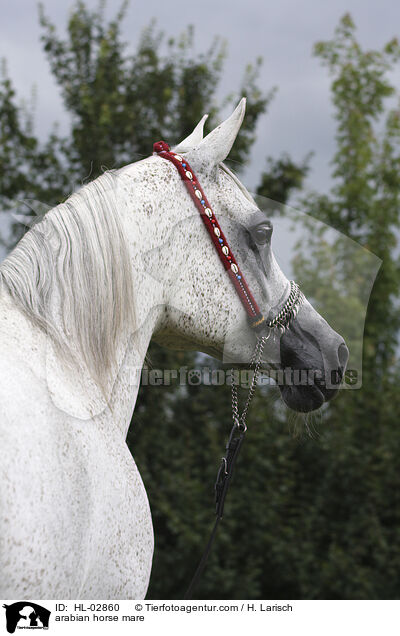 arabian horse mare / HL-02860