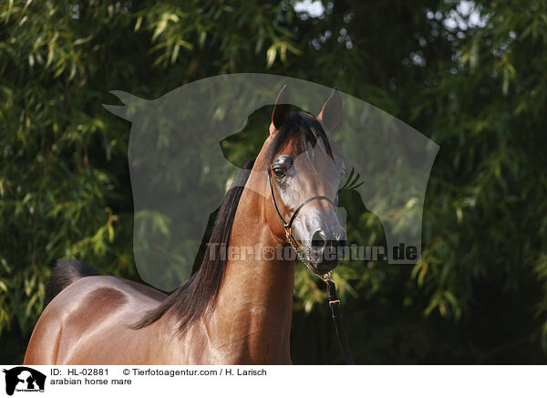 arabian horse mare / HL-02881