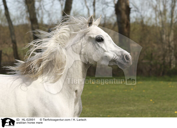 arabian horse mare / HL-02891