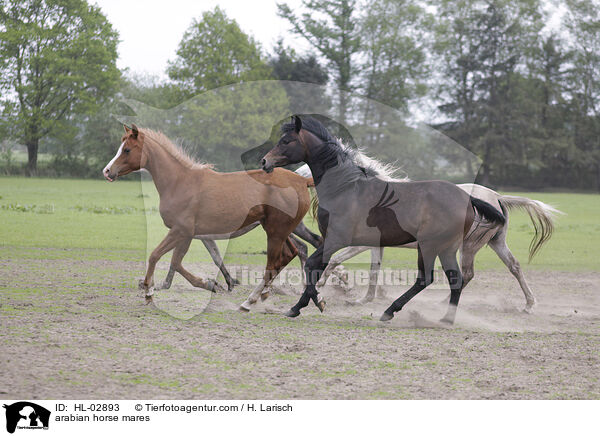 arabian horse mares / HL-02893
