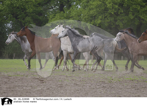 arabian horse mares / HL-02896