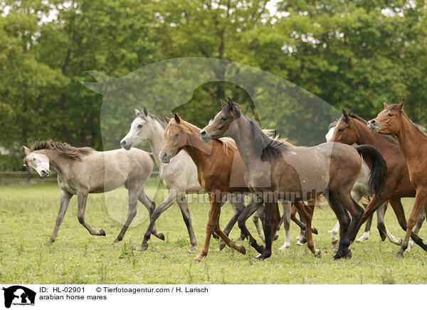 arabian horse mares / HL-02901