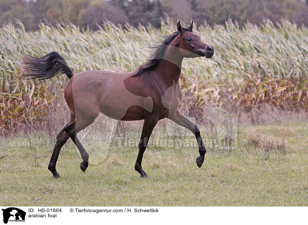 arabian foal / HS-01864