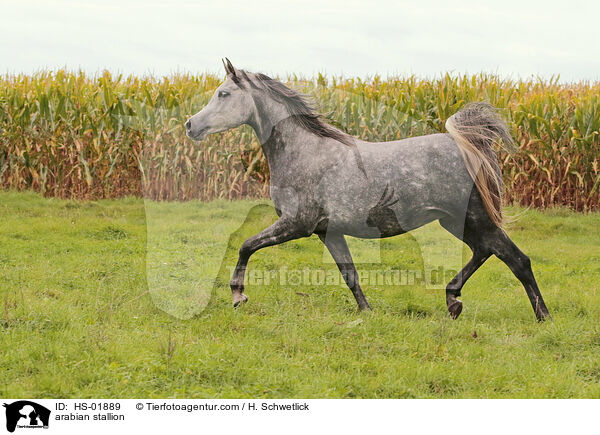 arabian stallion / HS-01889