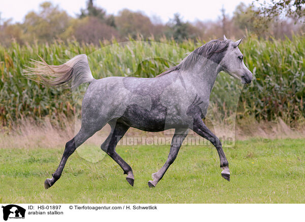 arabian stallion / HS-01897