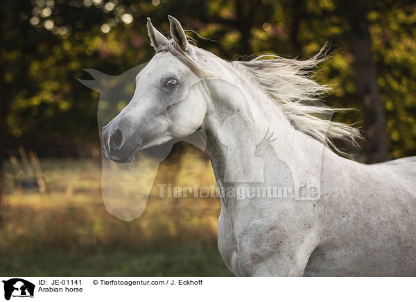 Arabian horse / JE-01141