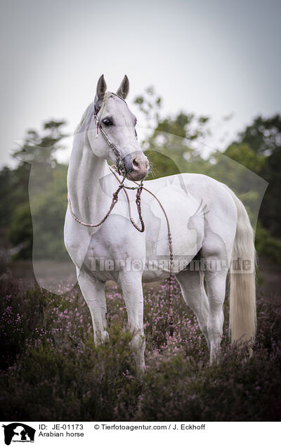 Arabian horse / JE-01173