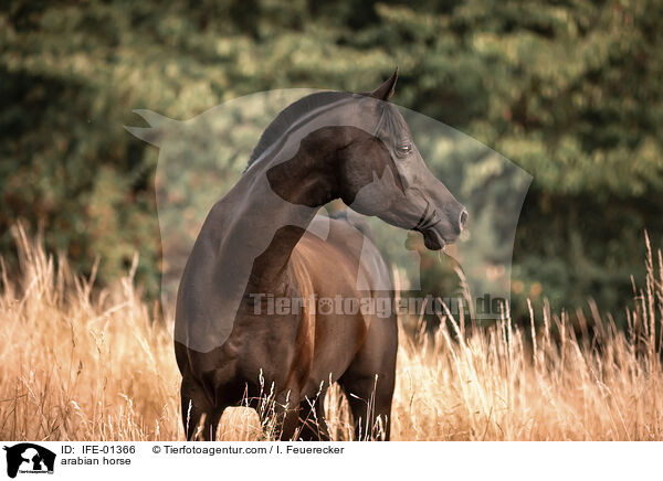 arabian horse / IFE-01366