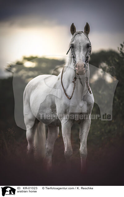 arabian horse / KR-01023