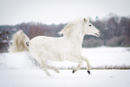 Arabian Horse in snow