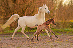 galloping arabian horses