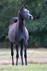 standing arabian horse
