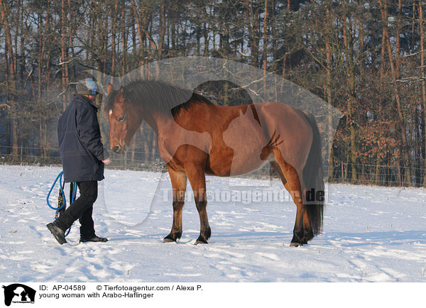 young woman with Arabo-Haflinger / AP-04589