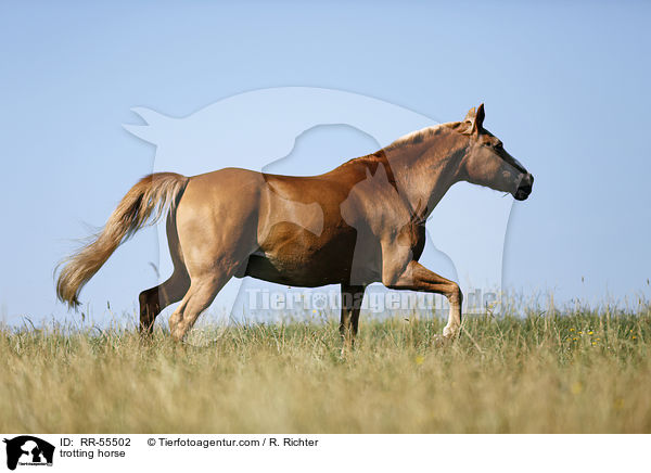 trotting horse / RR-55502
