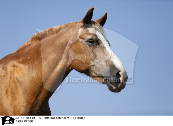 horse portrait / RR-55510