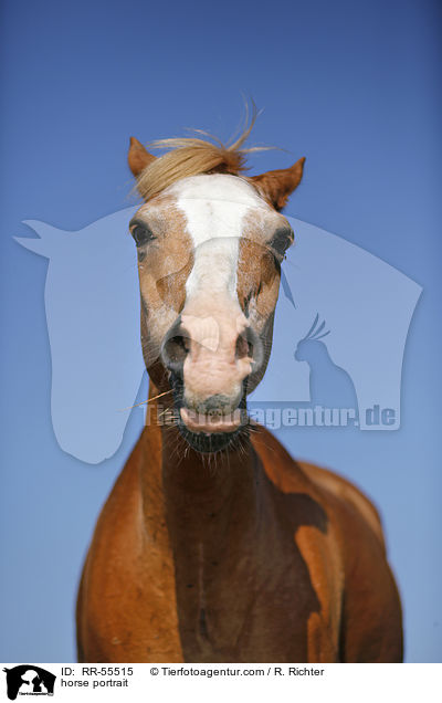 horse portrait / RR-55515