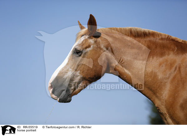 horse portrait / RR-55519