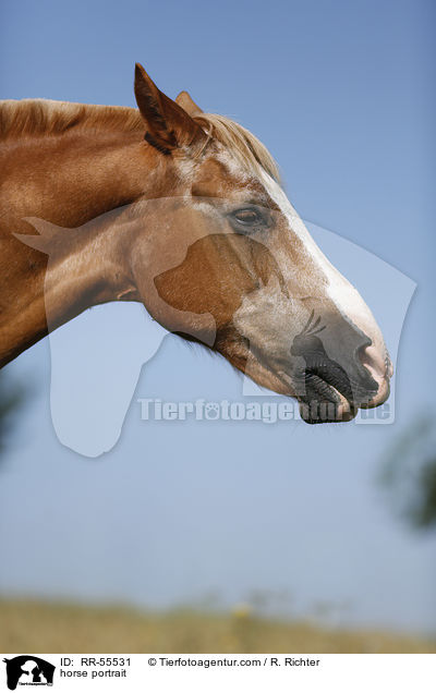 horse portrait / RR-55531