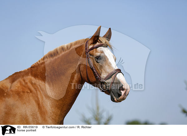 horse portrait / RR-55619