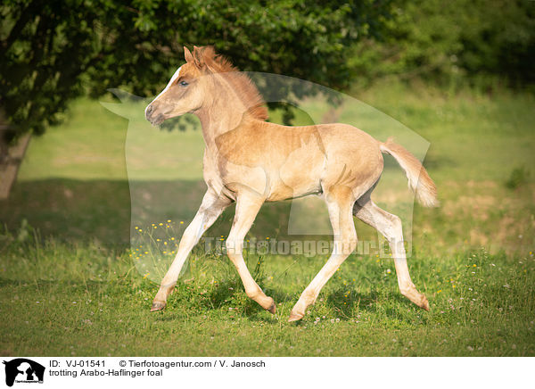 trotting Arabo-Haflinger foal / VJ-01541