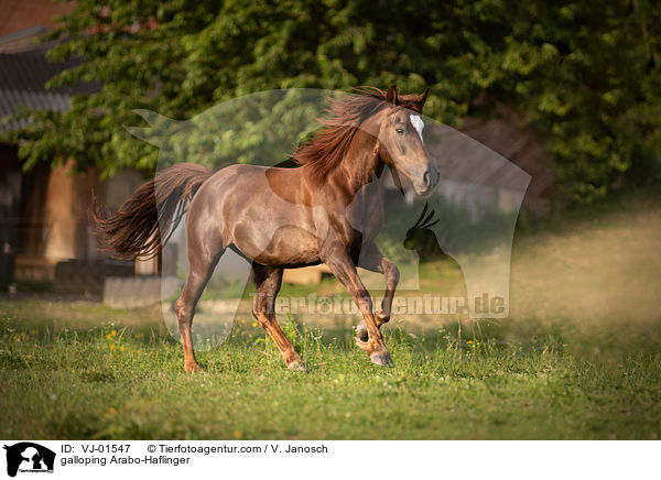 galloping Arabo-Haflinger / VJ-01547