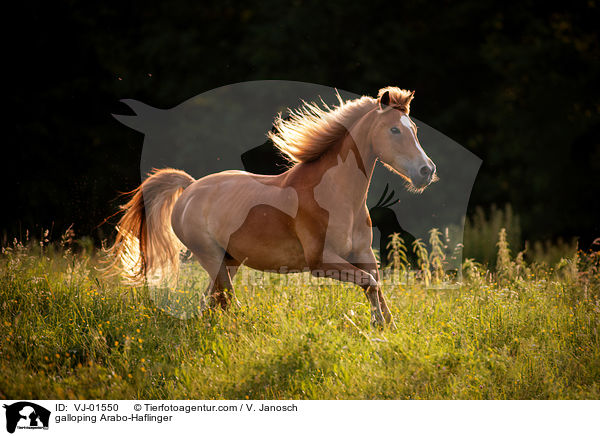 galloping Arabo-Haflinger / VJ-01550