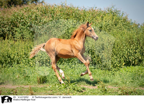 Arabo-Haflinger foal / VJ-01852