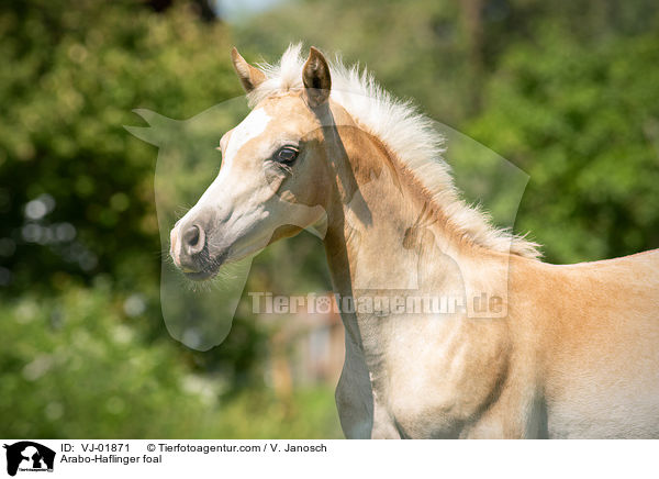 Arabo-Haflinger foal / VJ-01871