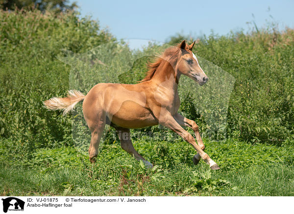 Arabo-Haflinger foal / VJ-01875