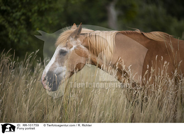 Pony portrait / RR-101759