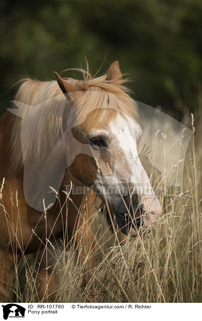 Pony portrait / RR-101760