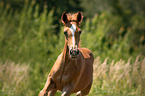 Arabo-Haflinger foal