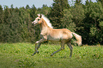 galloping Arabo-Haflinger
