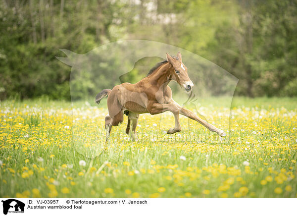 Austrian warmblood foal / VJ-03957