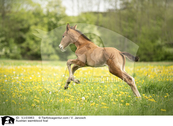 Austrian warmblood foal / VJ-03963
