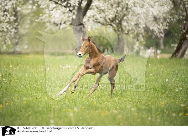 Austrian warmblood foal / VJ-03966