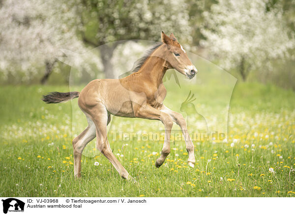 Austrian warmblood foal / VJ-03968