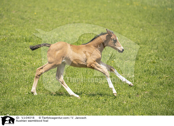 Austrian warmblood foal / VJ-04018