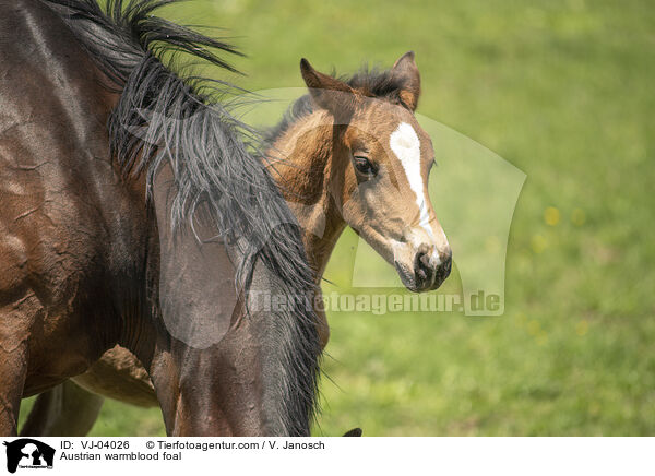 Austrian warmblood foal / VJ-04026