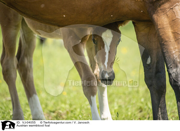 Austrian warmblood foal / VJ-04055