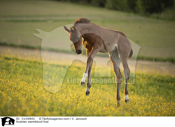 Austrian warmblood foal / VJ-04843