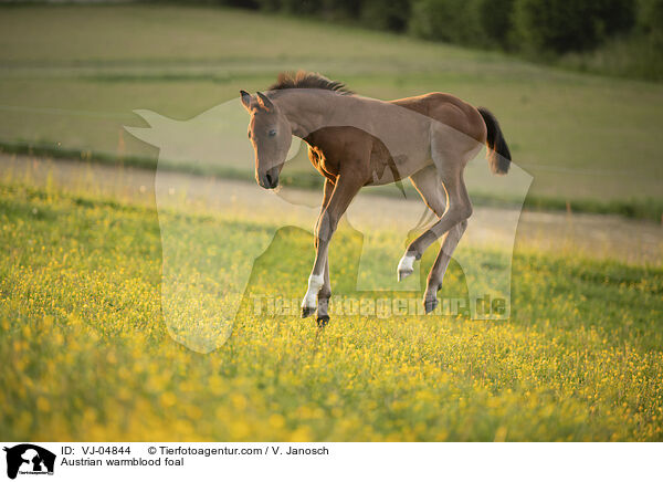 Austrian warmblood foal / VJ-04844