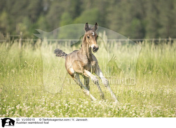 Austrian warmblood foal / VJ-05015