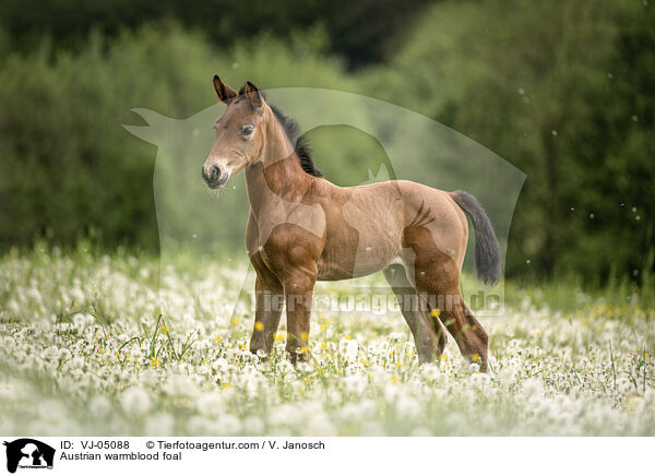 Austrian warmblood foal / VJ-05088