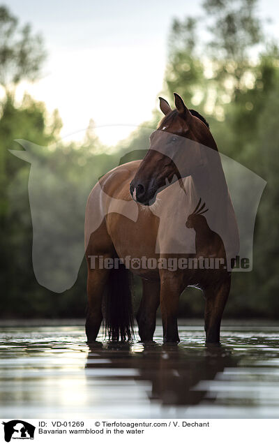 Bavarian warmblood in the water / VD-01269