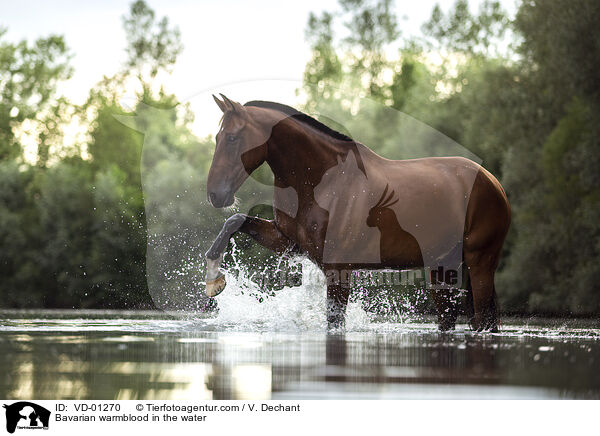 Bavarian warmblood in the water / VD-01270